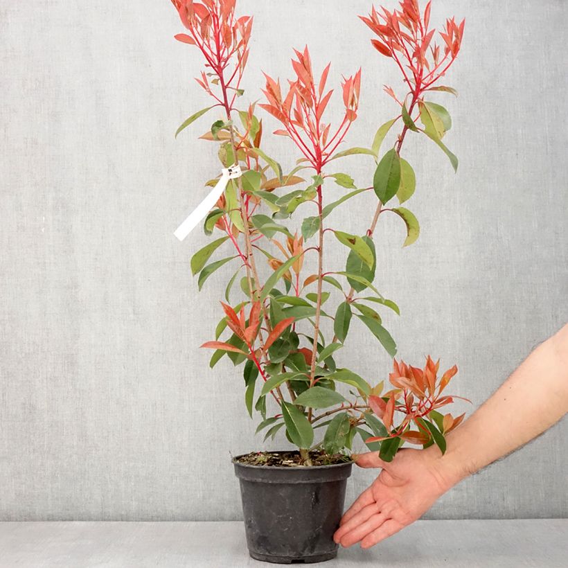 Example of Photinia fraseri Red Light - Glansmispel Pot van 3 l/4 l as you get in printemps