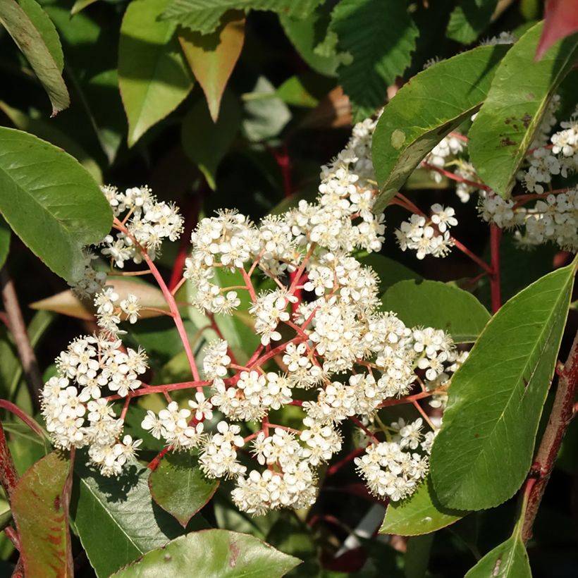 Photinia fraseri Red Light - Glansmispel (Bloei)