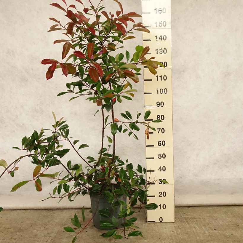 Exemplaar van Photinia fraseri Red Robin - Glansmispel Pot van 12 l/15 l zoals geleverd in de zomer