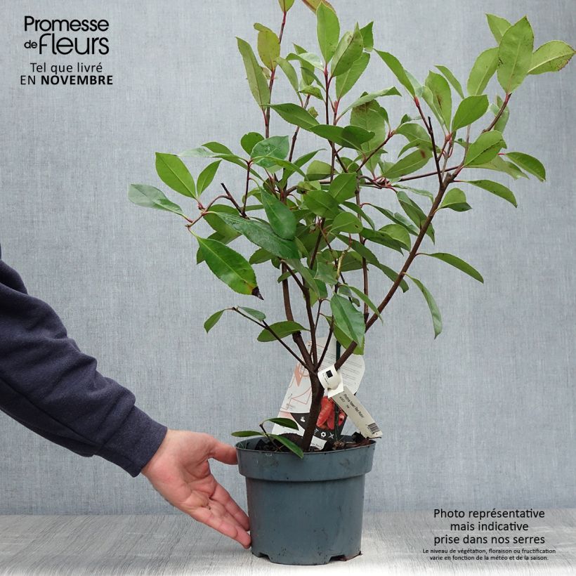 Exemplaar van Photinia fraseri Red Robin - Glansmispel Pot van 2 l/3 l zoals geleverd in de herfst
