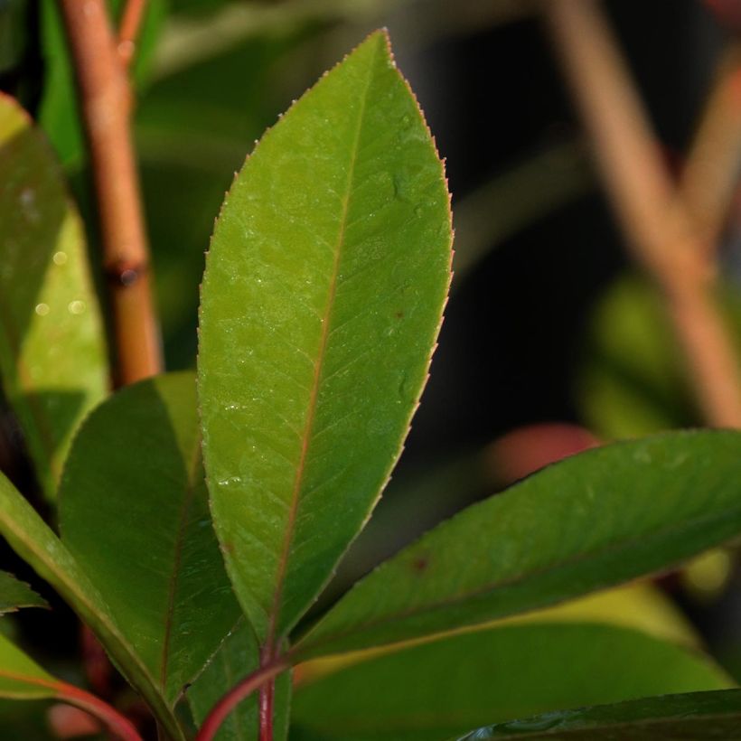 Photinia fraseri Red Robin - Glansmispel (Blad)