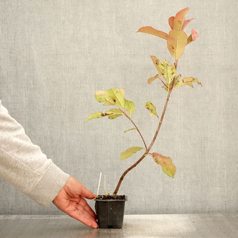 Exemplaar van Photinia Red Robin Blood - Glansmispel Kweekpotje van 8/9 cm zoals geleverd in de herfst