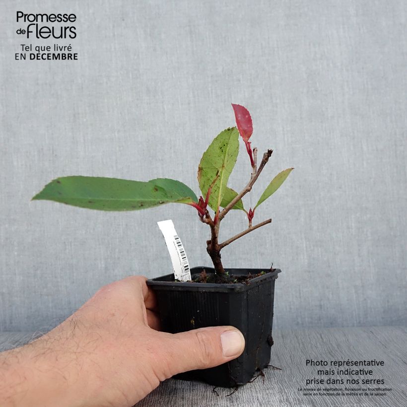 Exemplaar van Photinia fraseri Red Robin - Glansmispel Kweekpotje van 8/9 cm zoals geleverd in de herfst