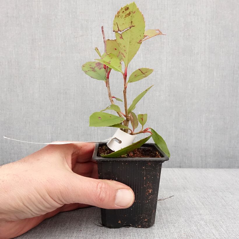 Exemplaar van Photinia fraseri Red Robin - Glansmispel Kweekpotje van 8/9 cm zoals geleverd in de winter