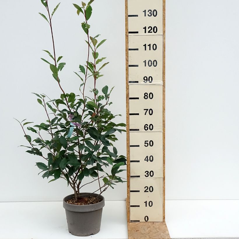 Exemplaar van Photinia fraseri Red Robin - Glansmispel Pot van 7,5 l/10 l zoals geleverd in de zomer