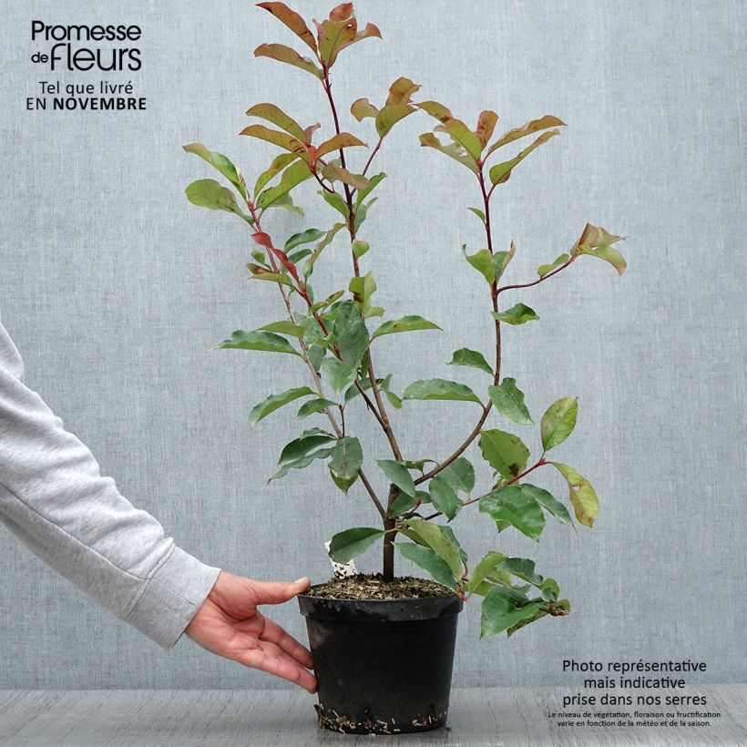 Exemplaar van Photinia fraseri Red Select Pot de 3L/4L zoals geleverd in de herfst