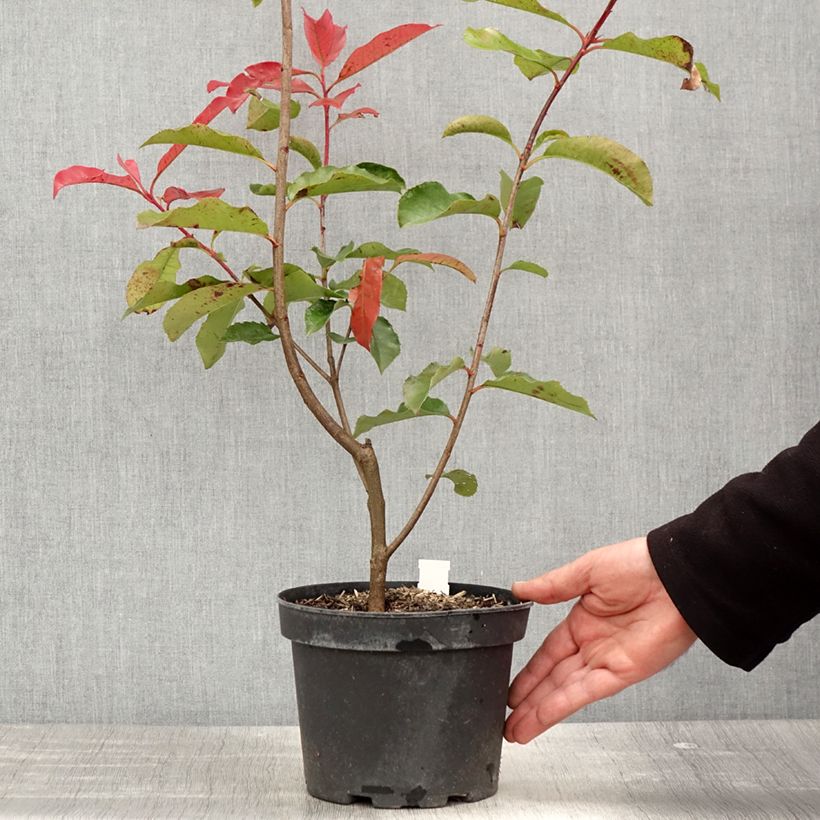 Exemplaar van Photinia fraseri Red Select - Glansmispel Pot van 3 l/4 l zoals geleverd in de lente