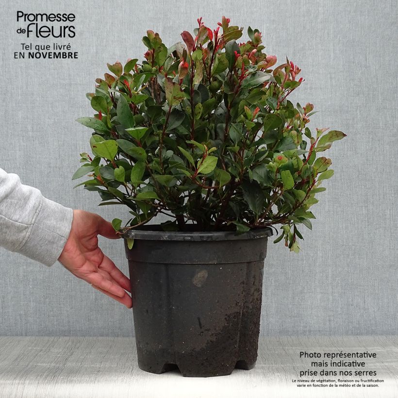 Exemplaar van Photinia Little Red Robin en pot de 10L zoals geleverd in de herfst