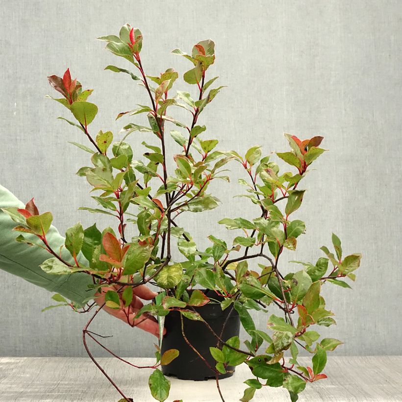 Exemplaar van Photinia Little Red Robin - Glansmispel Pot van 2 l/3 l zoals geleverd in de zomer