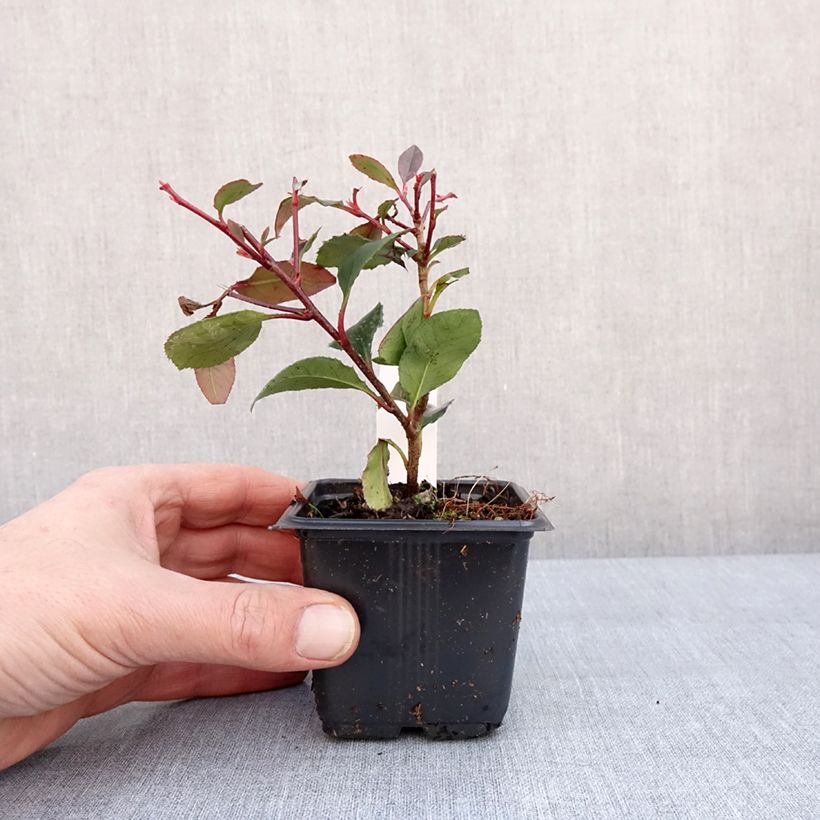 Exemplaar van Photinia Little Red Robin Godet de 8/9 cm zoals geleverd in de winter