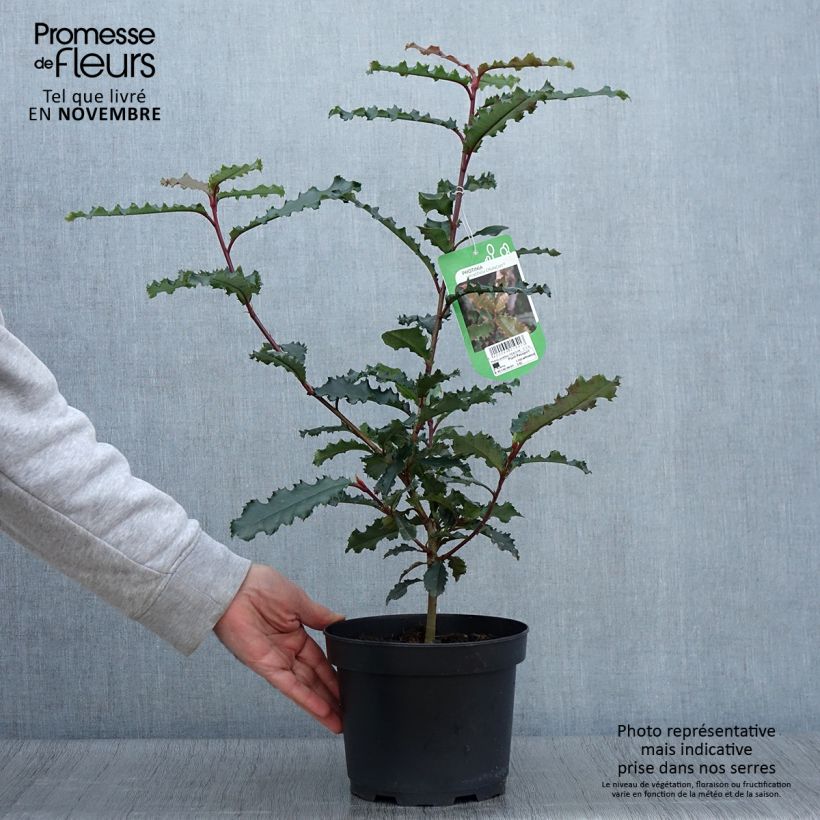 Exemplaar van Photinia serratifolia Crunchy - Glansmispel Pot van 2 l/3 l zoals geleverd in de herfst