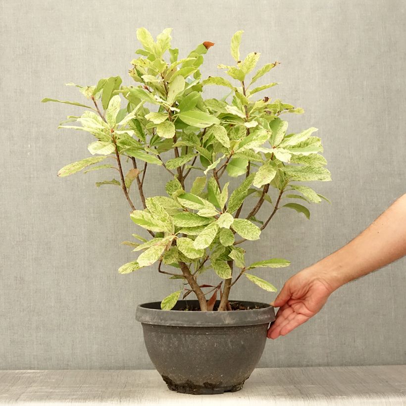 Exemplaar van Photinia serratifolia Pink Crispy - Glansmispel Pot van 6 l/7 l zoals geleverd in de zomer