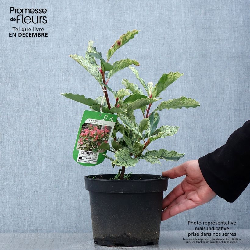 Exemplaar van Photinia serratifolia Pink Crispy - Glansmispel Pot van 2 l/3 l zoals geleverd in de herfst