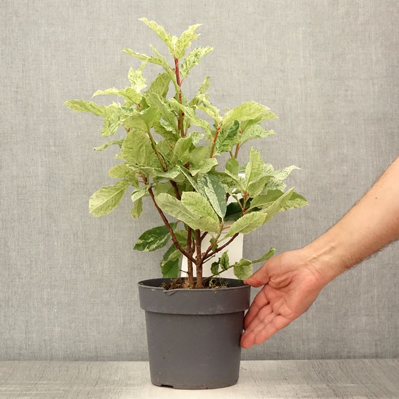 Exemplaar van Photinia serratifolia Pink Crispy - Glansmispel Pot van 2 l/3 l zoals geleverd in de zomer