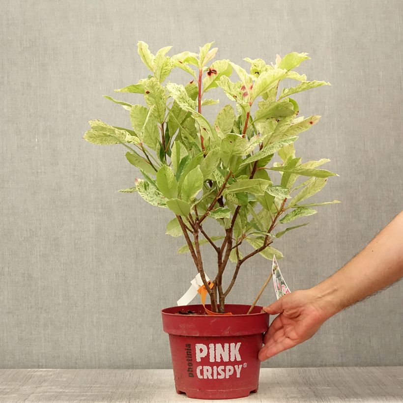Exemplaar van Photinia serratifolia Pink Crispy - Glansmispel Pot van 4 l/5 l zoals geleverd in de zomer