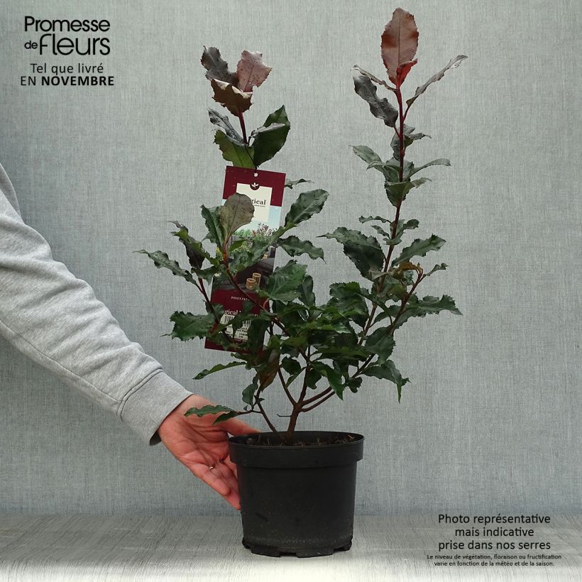 Exemplaar van Photinia fraseri Magical Volcano - Glansmispel Pot van 2 l/3 l zoals geleverd in de herfst