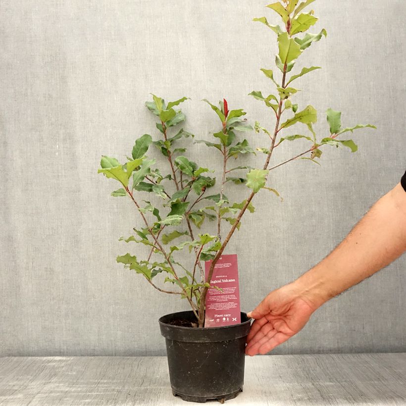 Exemplaar van Photinia fraseri Magical Volcano - Glansmispel Pot van 2 l/3 l zoals geleverd in de zomer
