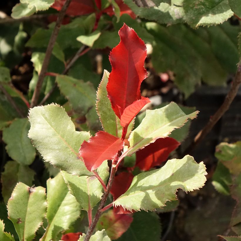 Photinia fraseri Magical Volcano - Glansmispel (Blad)