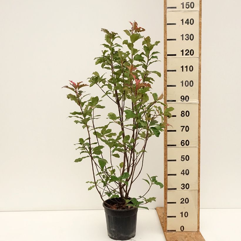 Exemplaar van Photinia fraseri Magical Volcano - Glansmispel Pot van 7,5 l/10 l zoals geleverd in de herfst