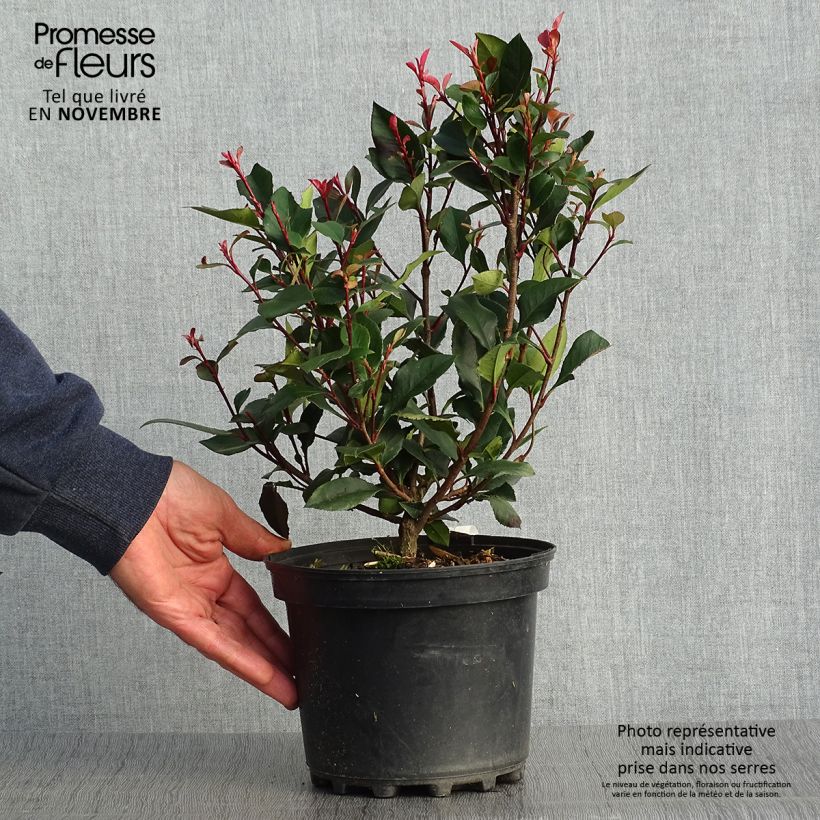 Exemplaar van Photinia fraseri Nana - Glansmispel Pot van 2 l/3 l zoals geleverd in de herfst