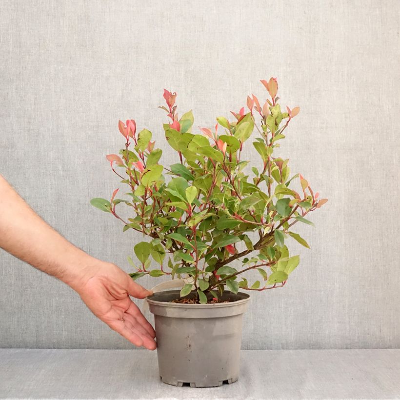 Exemplaar van Photinia fraseri Nana - Glansmispel Pot van 2 l/3 l zoals geleverd in de zomer
