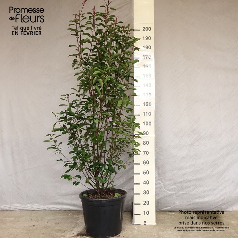 Exemplaar van Photinia fraseri Red Robin - Glansmispel Pot van 50 l/55 l zoals geleverd in de herfst