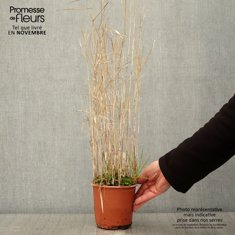 Exemplaar van Phragmites australis - Roseau commun Pot de 1L/1,5L zoals geleverd in de herfst