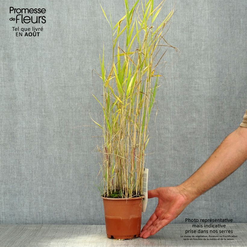 Exemplaar van Phragmites australis - Riet Pot van 1 l/1,5 l zoals geleverd in de zomer