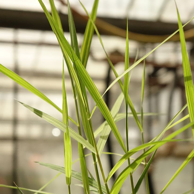 Phragmites australis Variegatus - Riet (Blad)