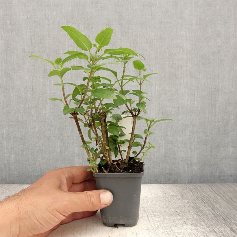 Exemplaar van Phygelius capensis - Kaapse fuchsia Kweekpotje van 8/9 cm zoals geleverd in de zomer