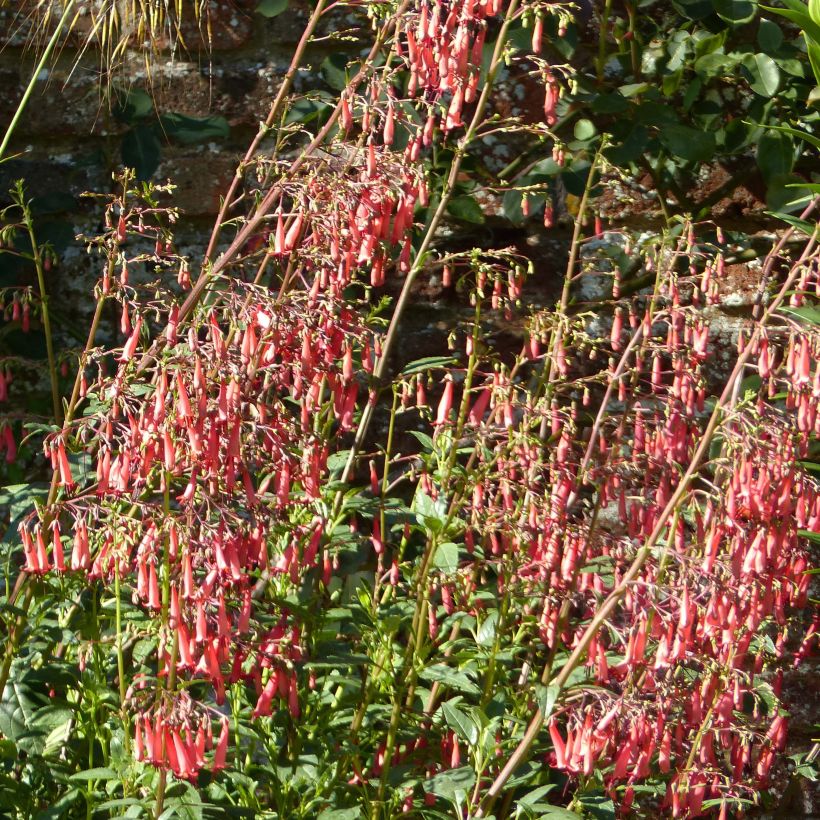 Phygelius African Queen - Kaapse fuchsia (Bloei)