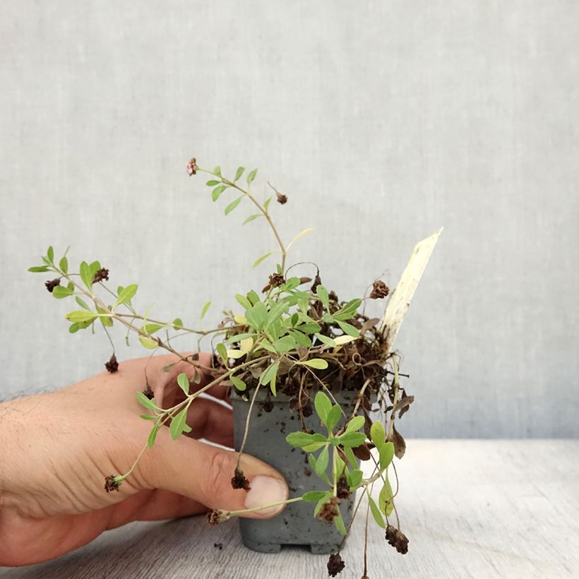 Exemplaar van Phyla nodiflora var. canescens - Kruipende verbena Kweekpotje van 7/8 cm zoals geleverd in de herfst