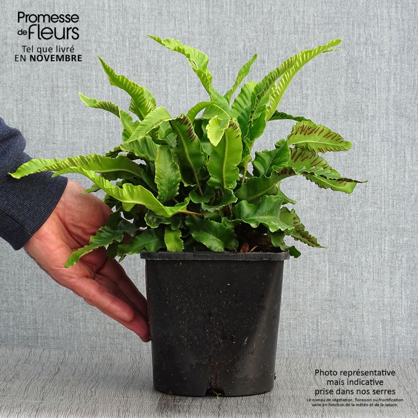 Exemplaar van Phyllitis scolopendrium - Tongvaren Pot van 2 l/3 l zoals geleverd in de herfst