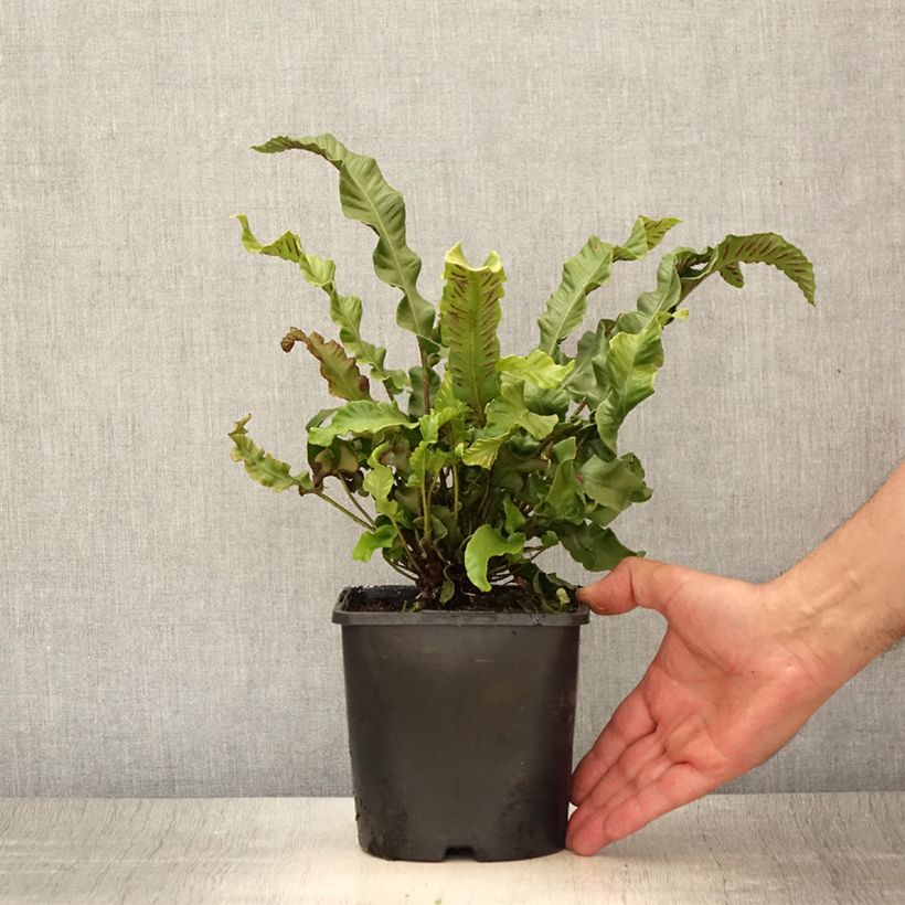Exemplaar van Phyllitis scolopendrium - Tongvaren Pot van 2 l/3 l zoals geleverd in de zomer