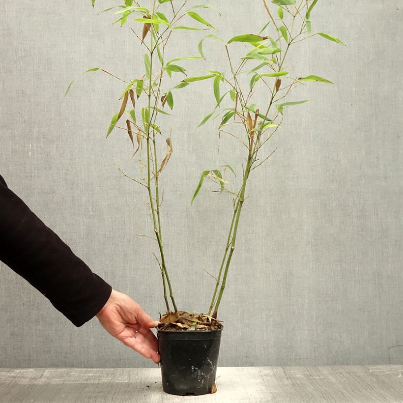 Exemplaar van Phyllostachys atrovaginata Green Perfume - Bamboe Pot van 2 l/3 l zoals geleverd in de herfst