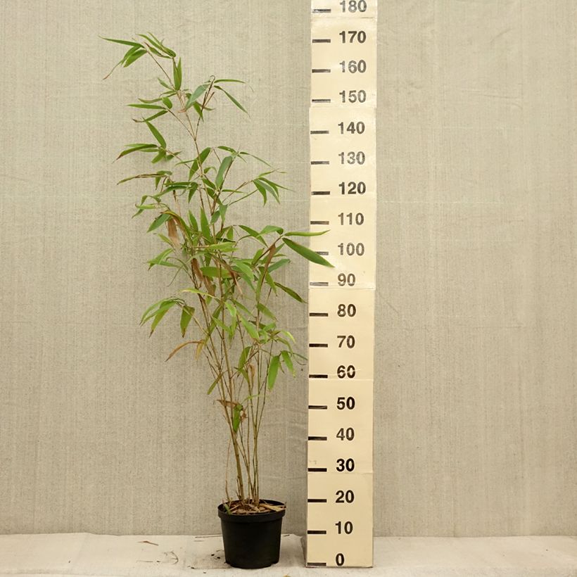 Exemplaar van Phyllostachys edulis (= pubescens) - Bambou géant Pot de 4L/5L zoals geleverd in de herfst