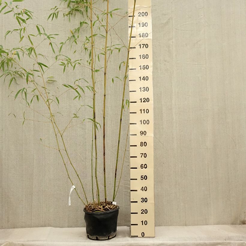 Exemplaar van Phyllostachys flexuosa - Reuzenbamboe Pot van 12 l/15 l zoals geleverd in de herfst