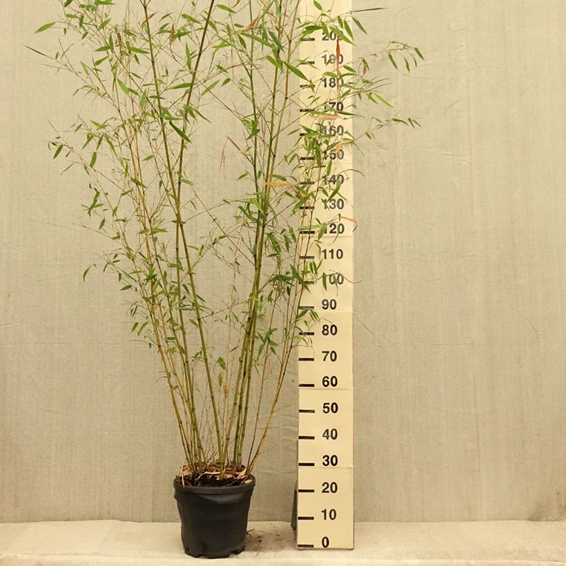 Exemplaar van Phyllostachys flexuosa - Reuzenbamboe Pot van 12 l/15 l zoals geleverd in de zomer