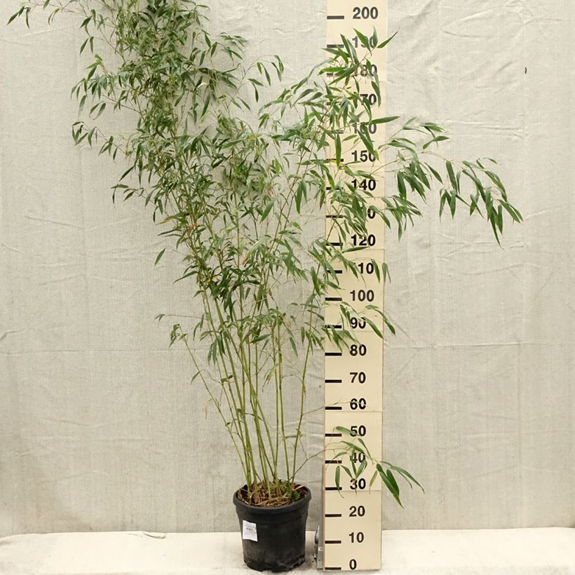 Exemplaar van Phyllostachys flexuosa - Reuzenbamboe Pot van 12 l/15 l zoals geleverd in de lente