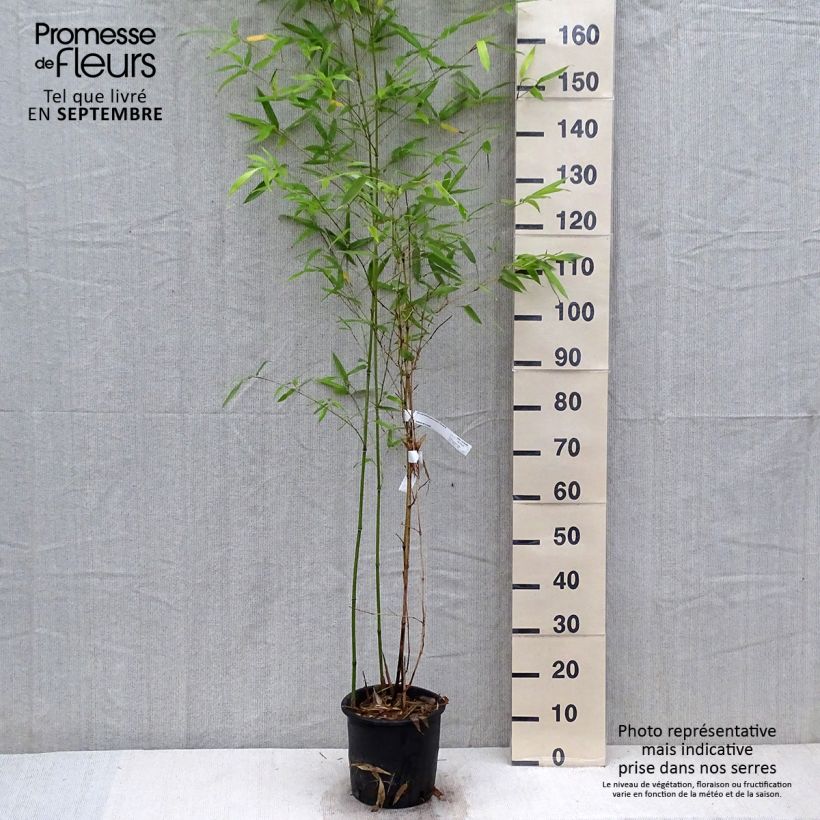 Exemplaar van Phyllostachys glauca - Reuzenbamboe Pot van 4 l/5 l zoals geleverd in de herfst