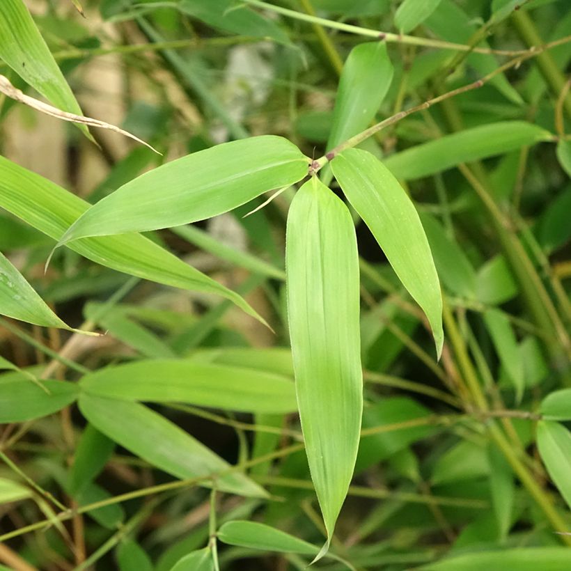 Phyllostachys glauca - Reuzenbamboe (Blad)