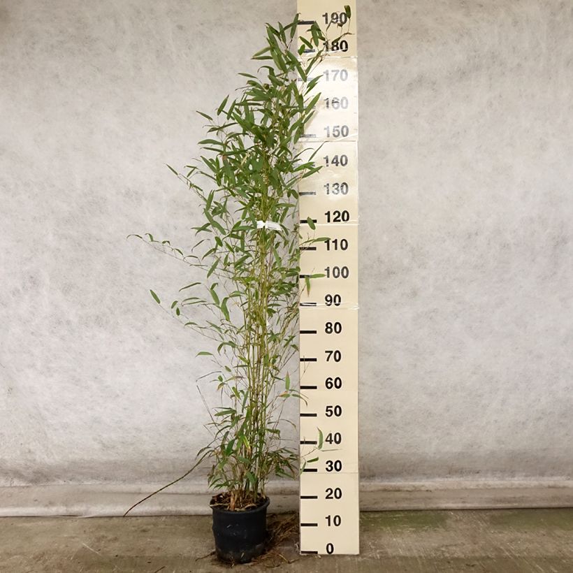 Exemplaar van Phyllostachys heteroclada - Waterbamboe Pot van 4 l/5 l zoals geleverd in de herfst