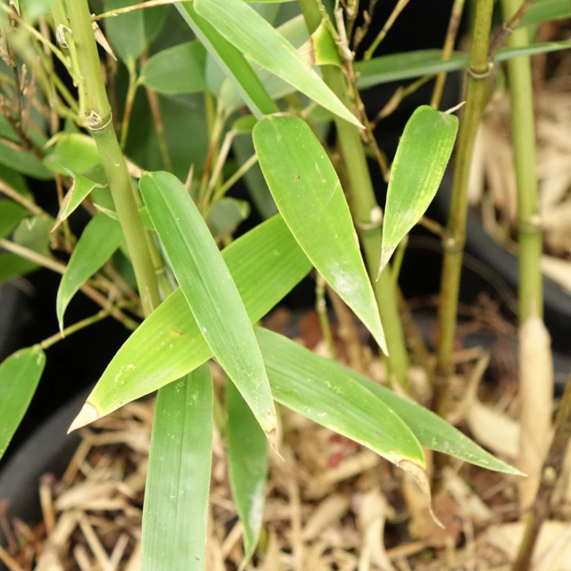 Phyllostachys heteroclada - Waterbamboe (Blad)