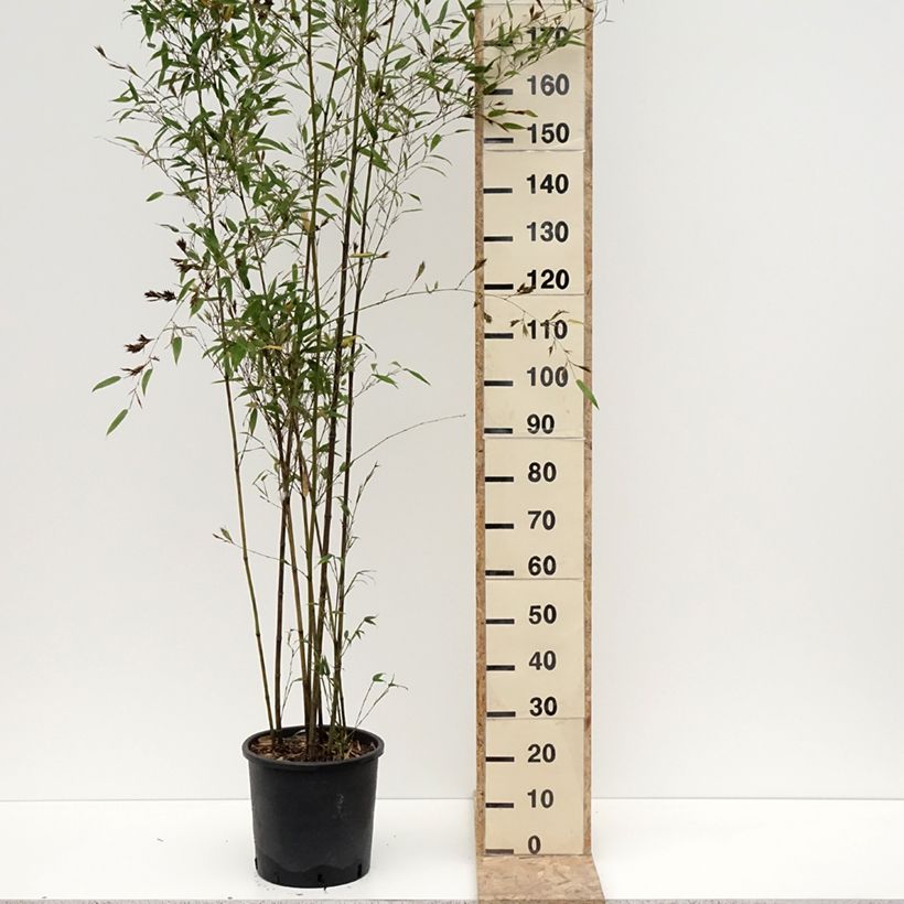 Exemplaar van Phyllostachys nigra Boryana - Bambou géant Pot de 12L/15L zoals geleverd in de winter