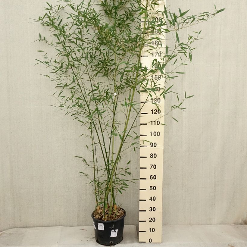 Exemplaar van Phyllostachys parvifolia - Reuzenbamboe Pot van 12 l/15 l zoals geleverd in de herfst