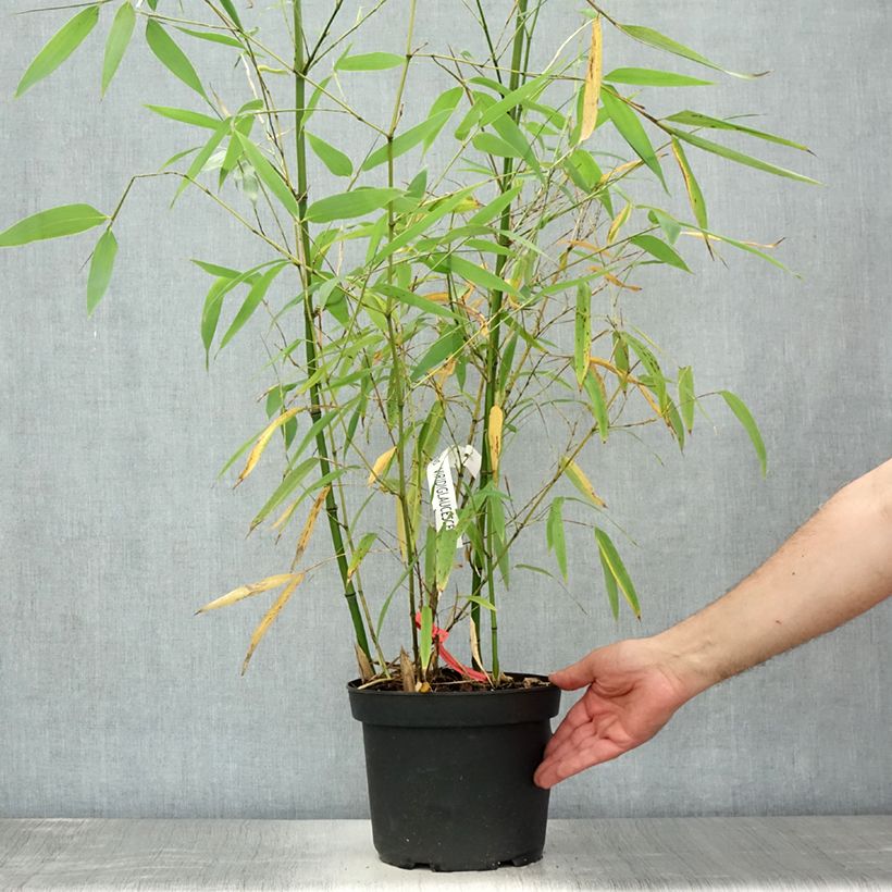 Exemplaar van Phyllostachys viridiglaucescens - Reuzenbamboe Pot van 4 l/5 l zoals geleverd in de zomer