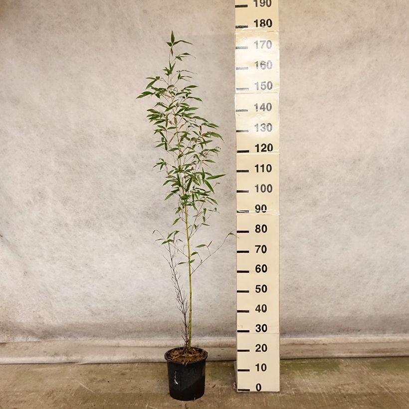 Exemplaar van Phyllostachys viridis Sulphurea - Reuzenbamboe Pot van 4 l/5 l zoals geleverd in de herfst