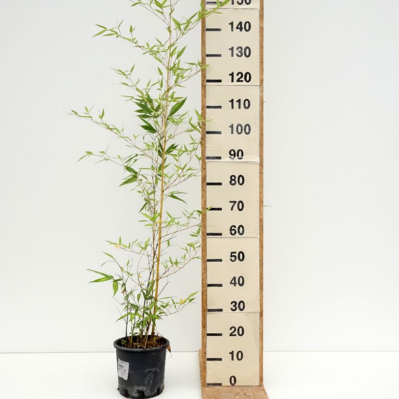 Exemplaar van Phyllostachys viridis Sulphurea - Reuzenbamboe Pot van 4 l/5 l zoals geleverd in de zomer