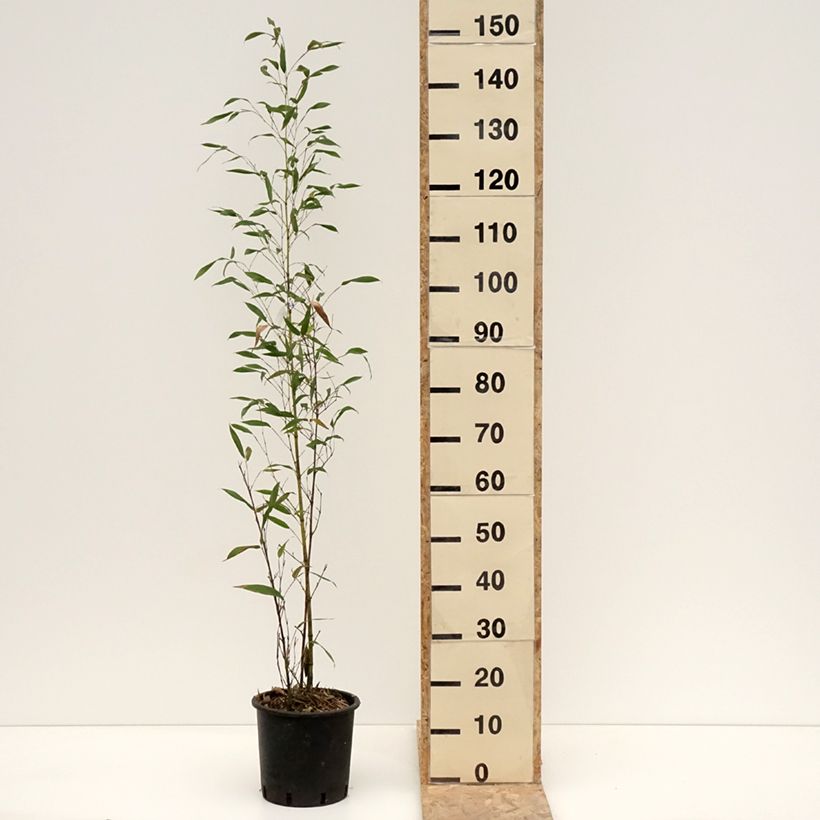 Exemplaar van Phyllostachys viridis Sulphurea - Bambou Pot de 4L/5L zoals geleverd in de winter