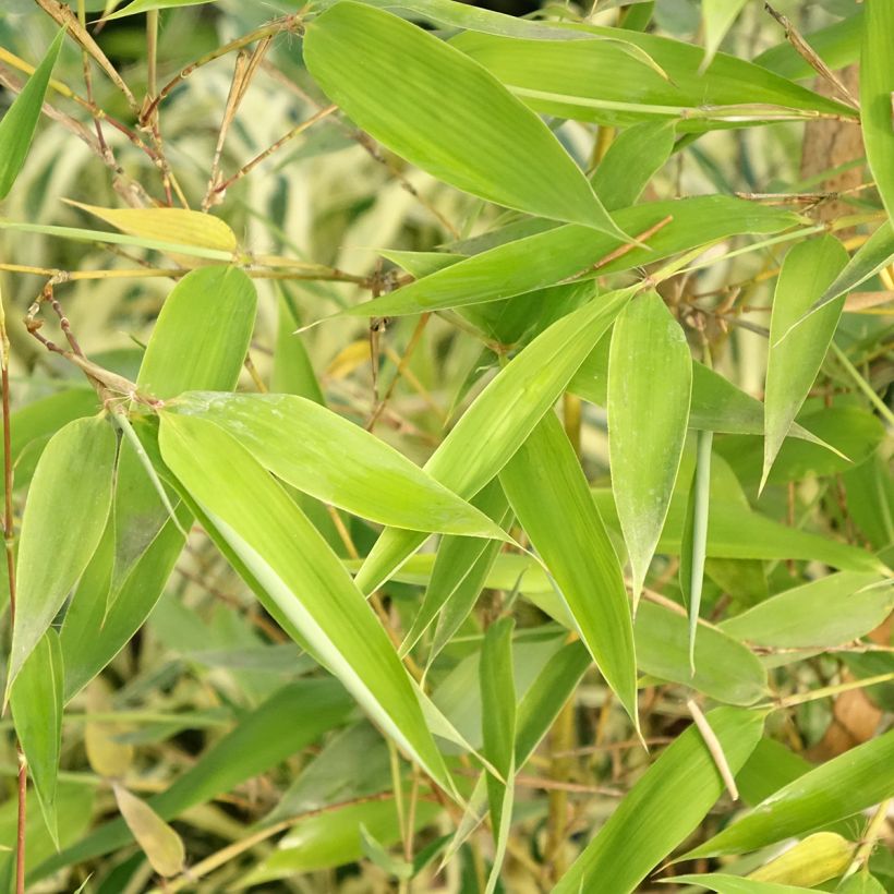 Phyllostachys viridis Sulphurea - Reuzenbamboe (Blad)